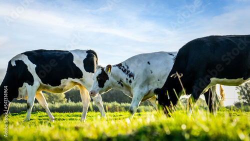Group of cows in the field, Netherlands © DenBreejenProducties