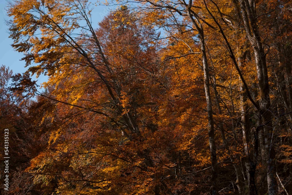 View on autumn forest with colourful trees