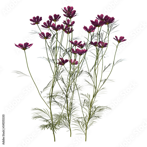 Front view of Plant  Cosmos Bipinnatus  Tree png 