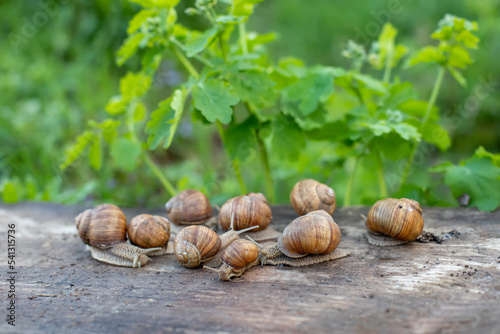 many Helix pomatia, Burgundy snail, Roman snail, edible snail or escargot on wooden board after rain. Snails against background of juicy greenery of purity.