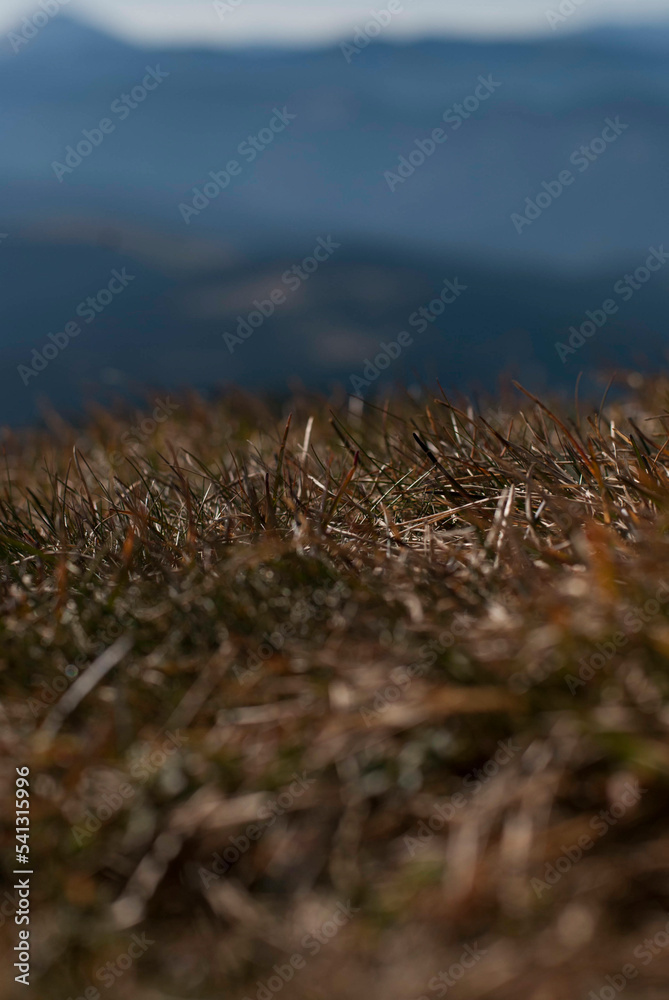 Fototapeta premium View on mountains through dry grass in autumn in sunny day