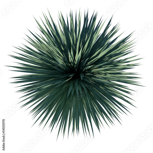 Top view of Plant  Giant yucca Yucca Guatemalensis 2  Tree png