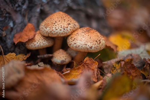 Honey mushrooms in the autumn forest close-up