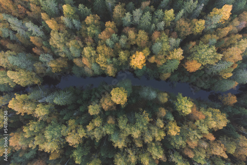 A river in a dense autumn forest. Top view