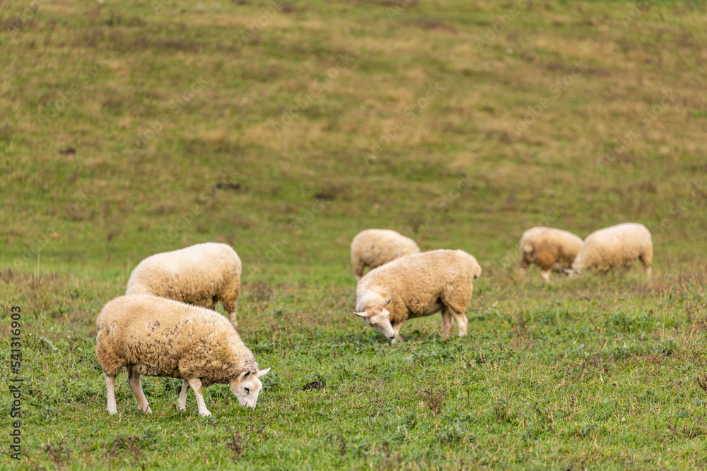 Six wooly sheep grazing in a green pasture | Amish country, Ohio Six wooly sheep grazing in a green pasture | Amish country, Ohio