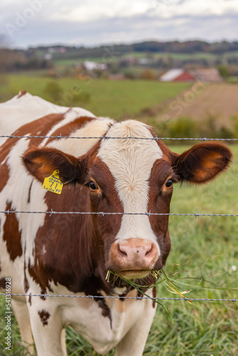 Ayrshire cow standing in a field behind a barb wire fence with a tag in its ear