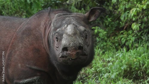 Tamtam the Sabah Rhino