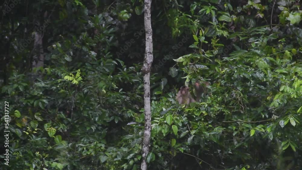 Macaque monkeys In Bushes Among Green Foliage Macaque monkeys In Bushes Among Green Foliage