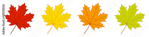 Autumn maple leaves set