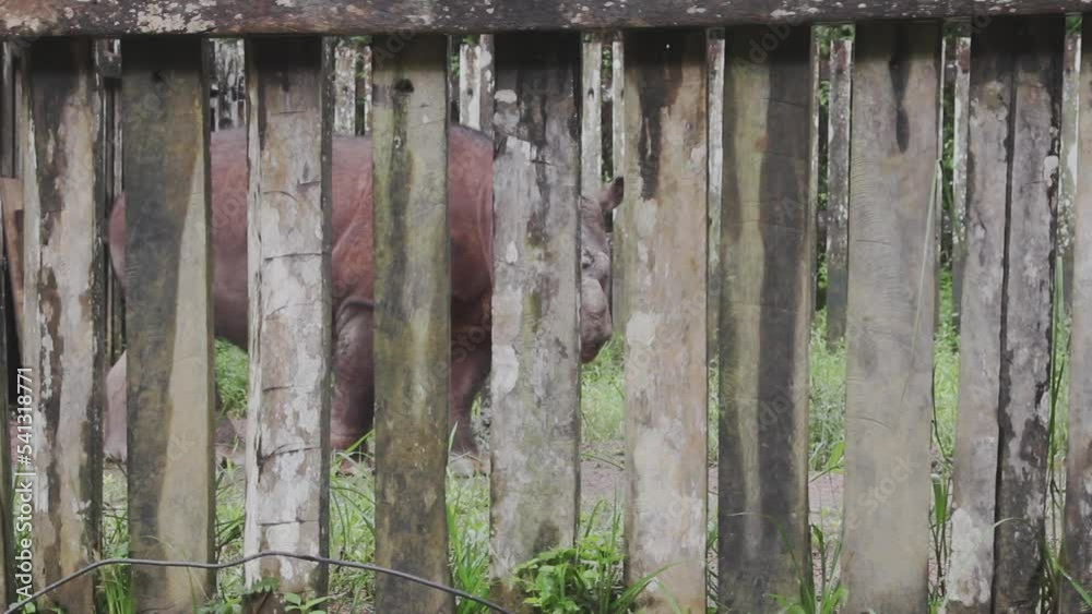 Tamtam the Sabah Rhino Borneo Malaysia Tamtam the Sabah Rhino Borneo Malaysia