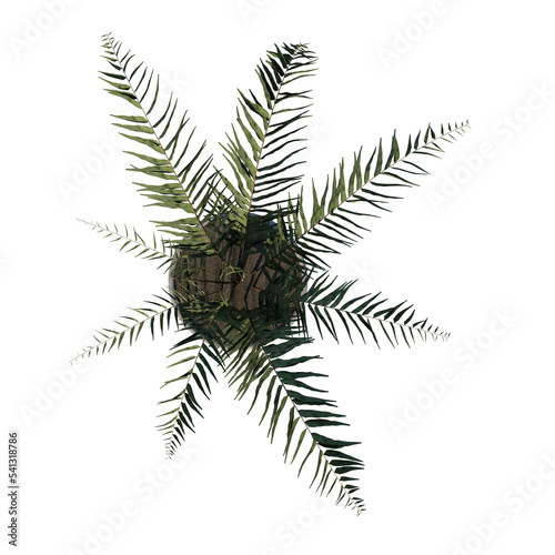 Top view of Plant (helecho Filicopsida pot with fern ) Tree png photo