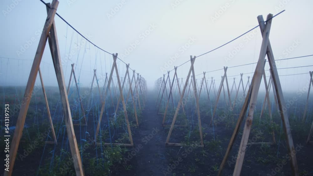 Growing tomatoes plants under blue sky. Industrial food production concept. Ripe vegetables. Farm, gardening. Cloudy weather. Out of town, rural business. Outside. Wooden construction Growing tomatoes plants under blue sky. Industrial food production concept. Ripe vegetables. Farm, gardening. Cloudy weather. Out of town, rural business. Outside. Wooden construction