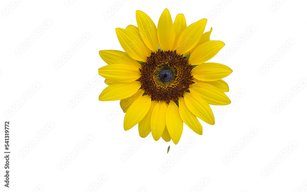 Obraz premium beautiful sunflower PNG