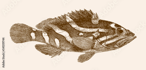 Oblique-banded grouper epinephelus radiatus, tropical marine fish in side view