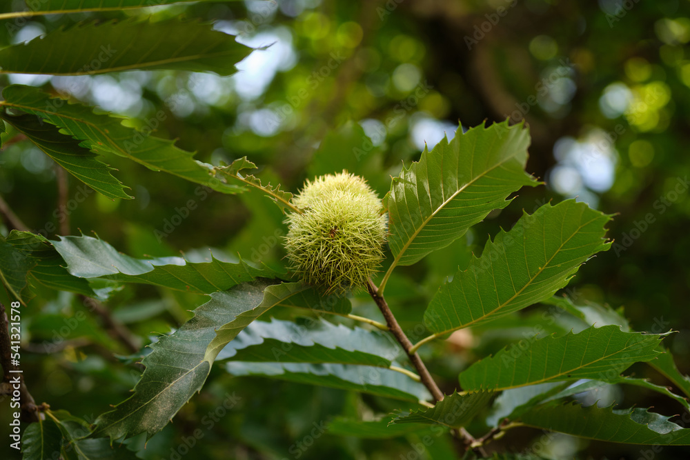 Close-up of a Chestnut on a branch in autumn. Close-up of a Chestnut on a branch in autumn.