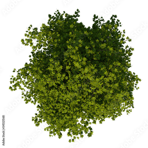 Top view tree (Adolescent Arce Saccharum 2) png 