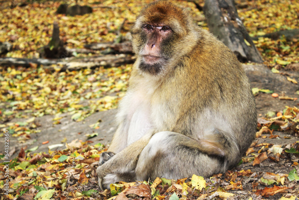 Obraz premium Singe - Macaque de Barbarie