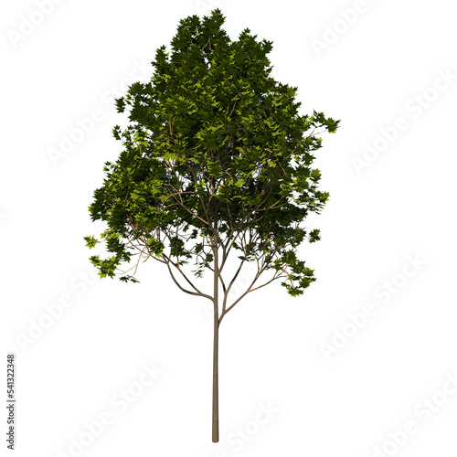 Front view tree  Adolescent Arce Saccharum 1  png