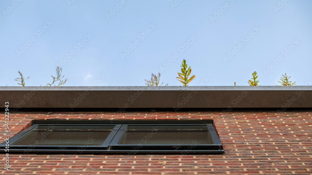 Low angle view at house gutter with plants against sky. Gutter garden.