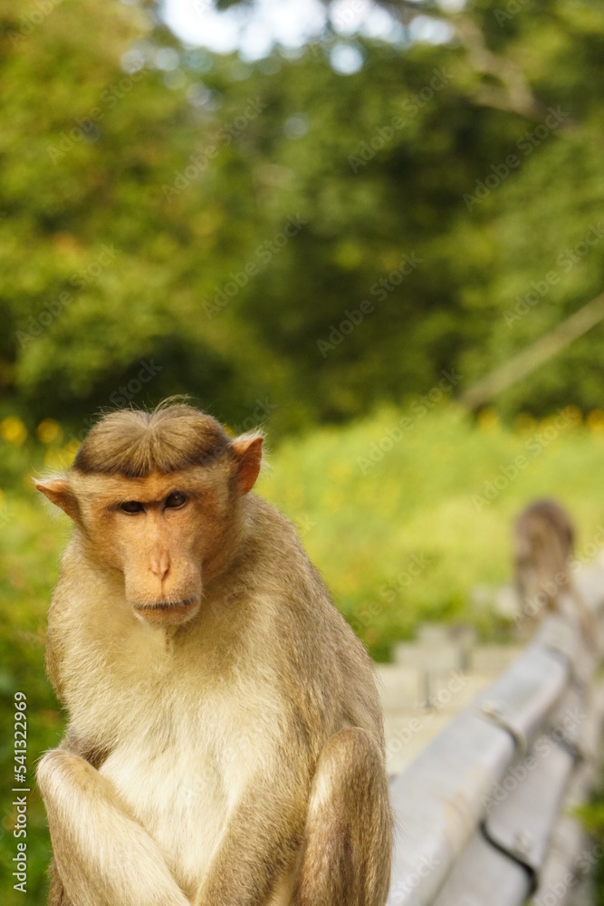 Fototapeta premium portrait of a macaque