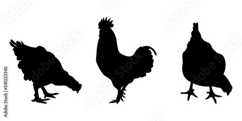 cock, cockerel, rooster, bantam, chicken, hen, chick standing position, different pack of bird silhouettes, isolateds vector