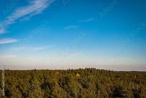 The tops of coniferous trees against a blue sky with sparse clouds from a bird's eye view