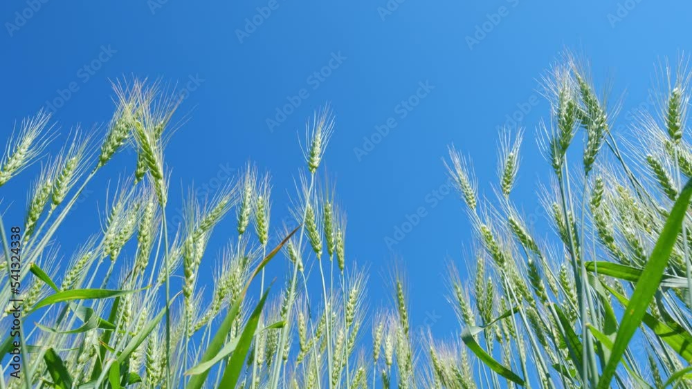Low anlgle view. Yellow green field of wheat in idyllic nature. Beautiful blue sky. Harvest and harvesting concept. Agriculture scene. Low anlgle view. Yellow green field of wheat in idyllic nature. Beautiful blue sky. Harvest and harvesting concept. Agriculture scene.
