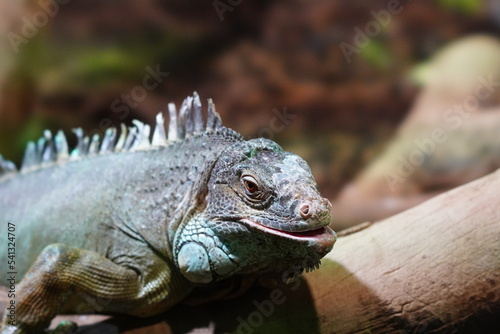 close up of iguana