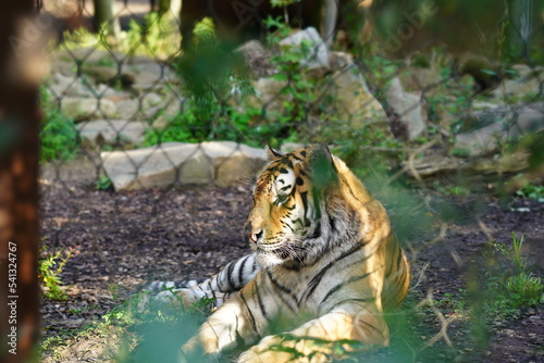 tiger in the zoo