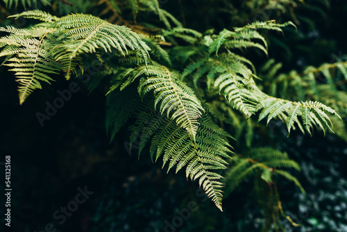 Natural green fern in the forest. Beautiful nature background made with young green fern leaves. Concept for design. Top view