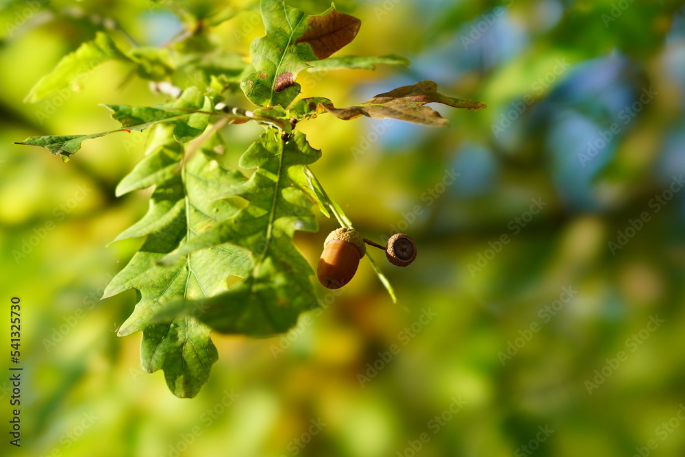 Fototapeta premium acorns on the tree