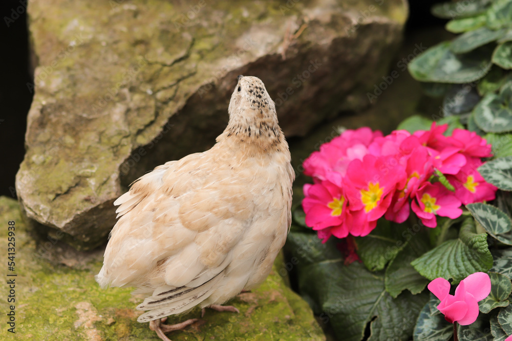 Pink Quail Pink Quail
