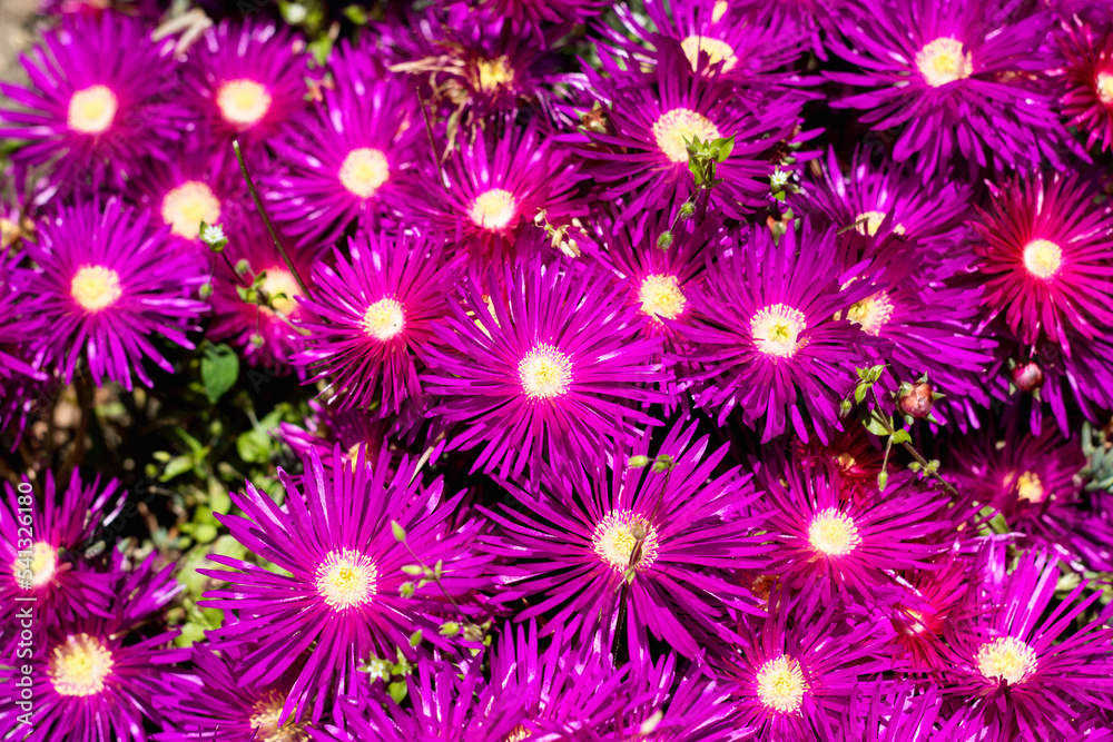 Hardy ice plant or Delosperma succulent pink flower carpet texture background, selective focus