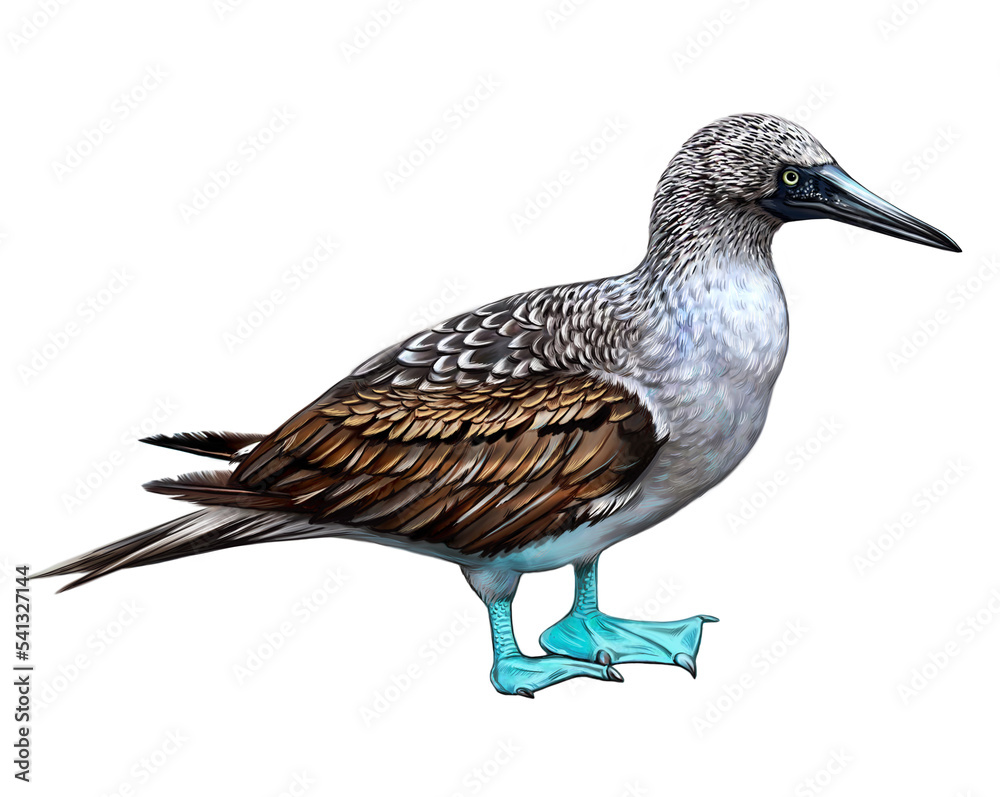 Fototapeta premium Blue-footed booby, Sula nebouxii
