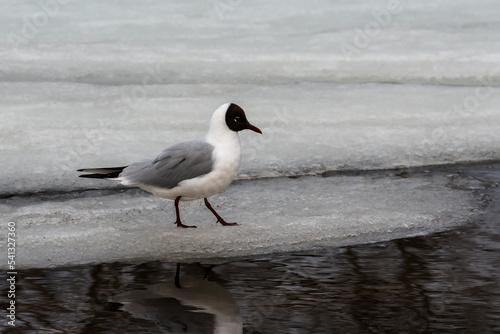 A black headed gull in breeding plumage stands on the edge of an ice floe next to a stream of river water