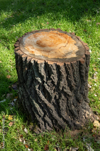 Stump of a recently felled tree close-up on a sunny day. Green grass. Environmental and climate problem - deforestation