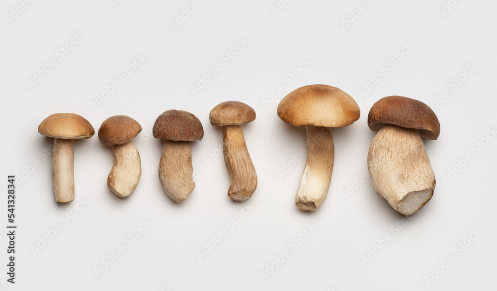 Different white mushrooms on a white background Different white mushrooms on a white background