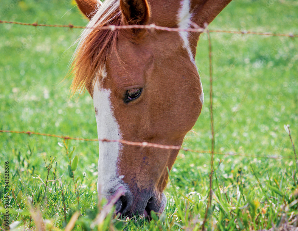 Fototapeta premium Images of animals in a rural setting.