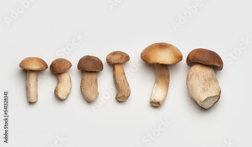 Different white mushrooms on a white background