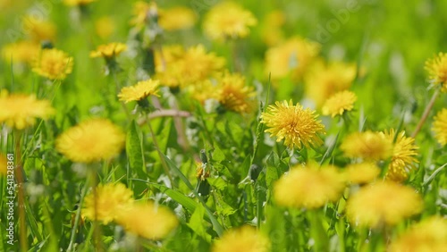 Meadow with yellow dandelions on a sunny day. Dandelion is a well-known plant. Slow motion.