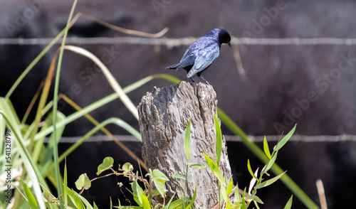 A Shiny cowbird on top of a tree trunk.	 photo