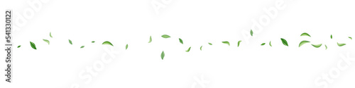 Olive Leaf Swirl Vector Transparent Panoramic