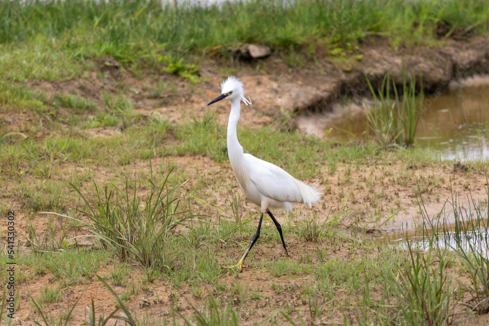 Little Egret (Egretta garzetta) on the marshes. Little Egret (Egretta garzetta) on the marshes.