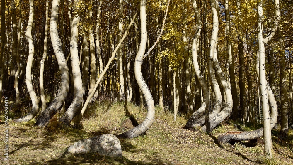 The hidden dancing aspens near the ghost town of Ophir The hidden dancing aspens near the ghost town of Ophir