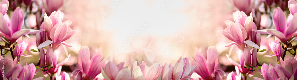 Magnolia tree blossoms in springtime. Bright magnolia flower in warm sunny day in april. Romantic floral backdrop. Blooming magnolia tree in spring,