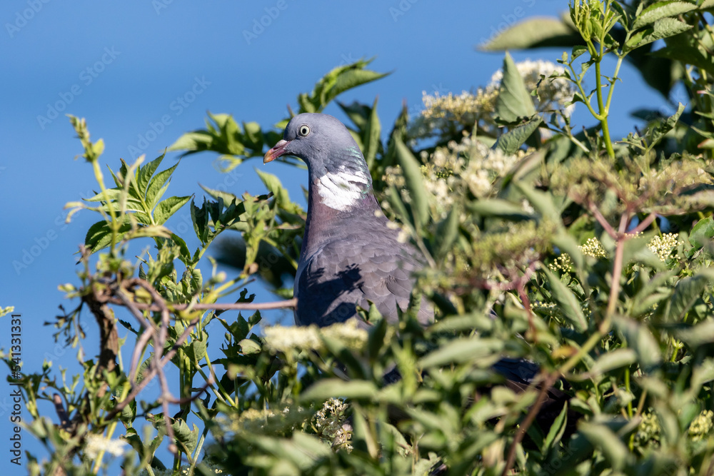 A Wood pigeon perched in a tree. A Wood pigeon perched in a tree.