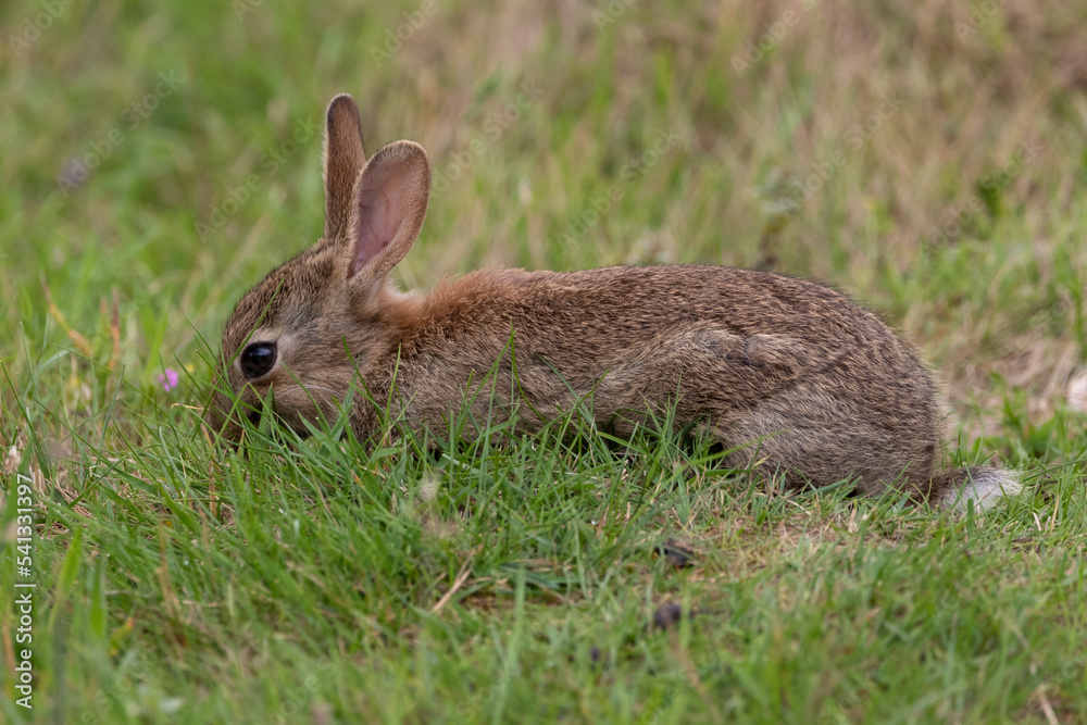 Fototapeta premium A baby rabbit grazing on grass.