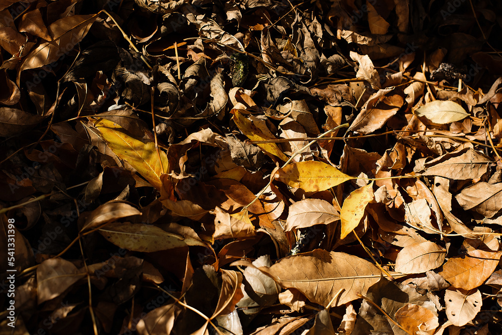 background image of fallen autumn dry leaves. background image of fallen autumn dry leaves.