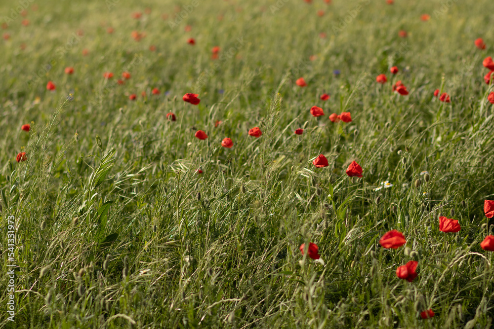 Fototapeta premium poppies in the field