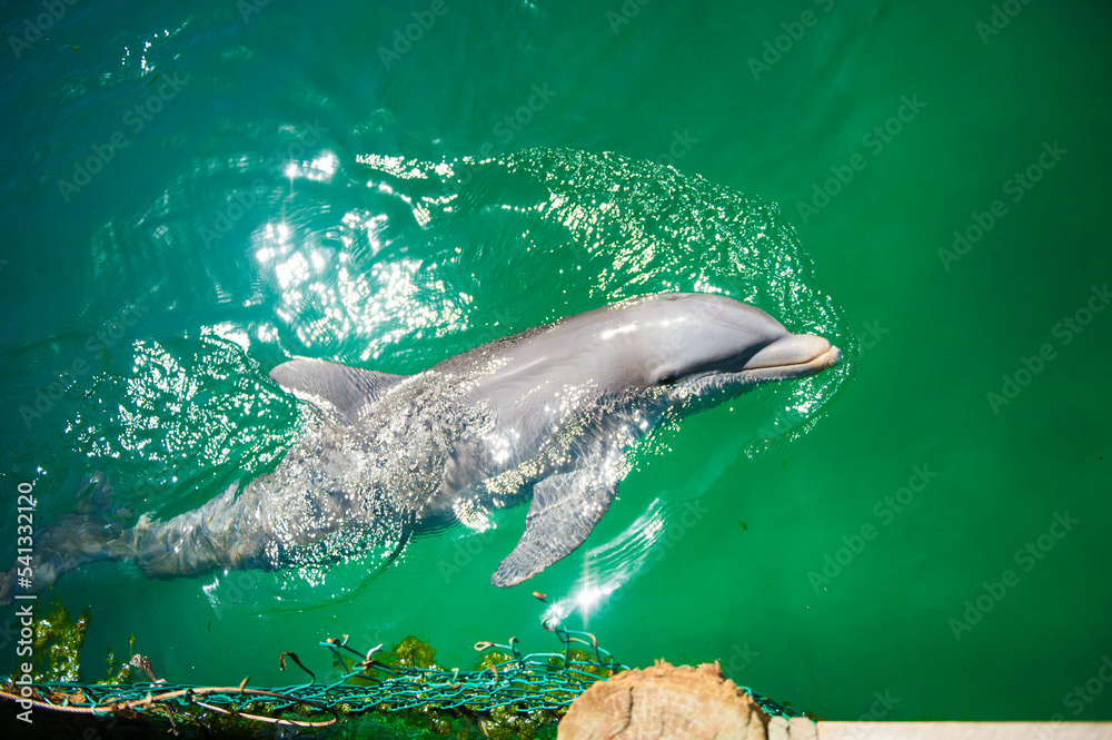 Fototapeta premium Dominican dolphin